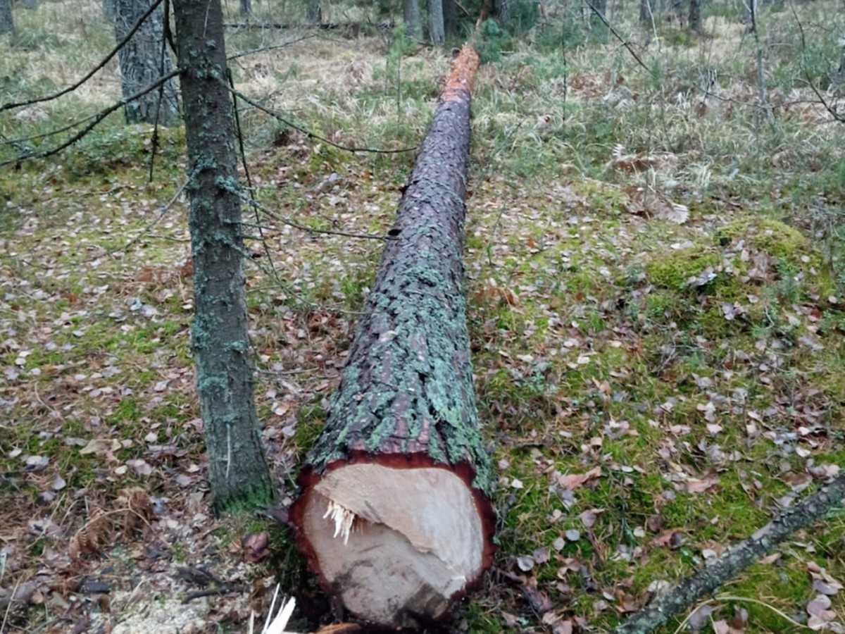 В Выксунском лесничестве при помощи беспилотника была обнаружена незаконная рубка