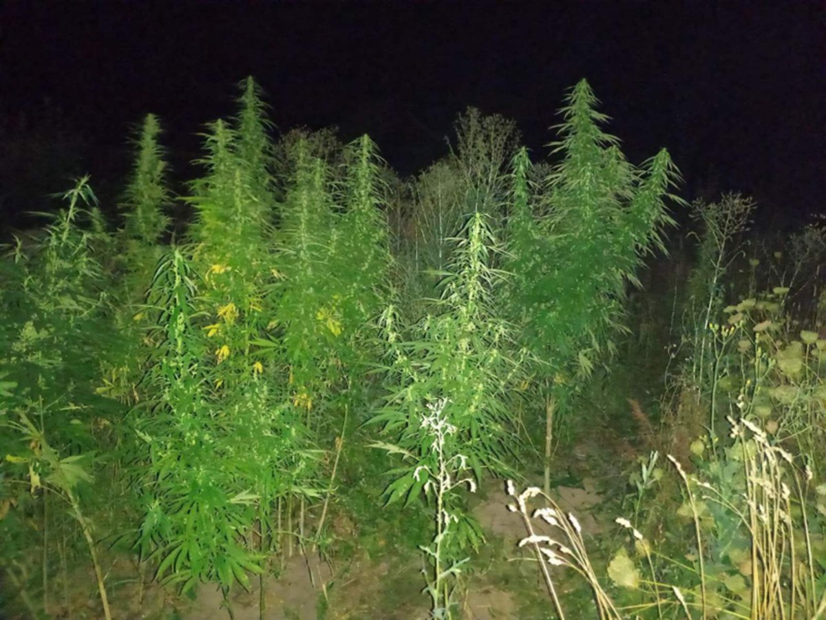 Полицейские обнаружили на участке у выксунца 121 куст конопли