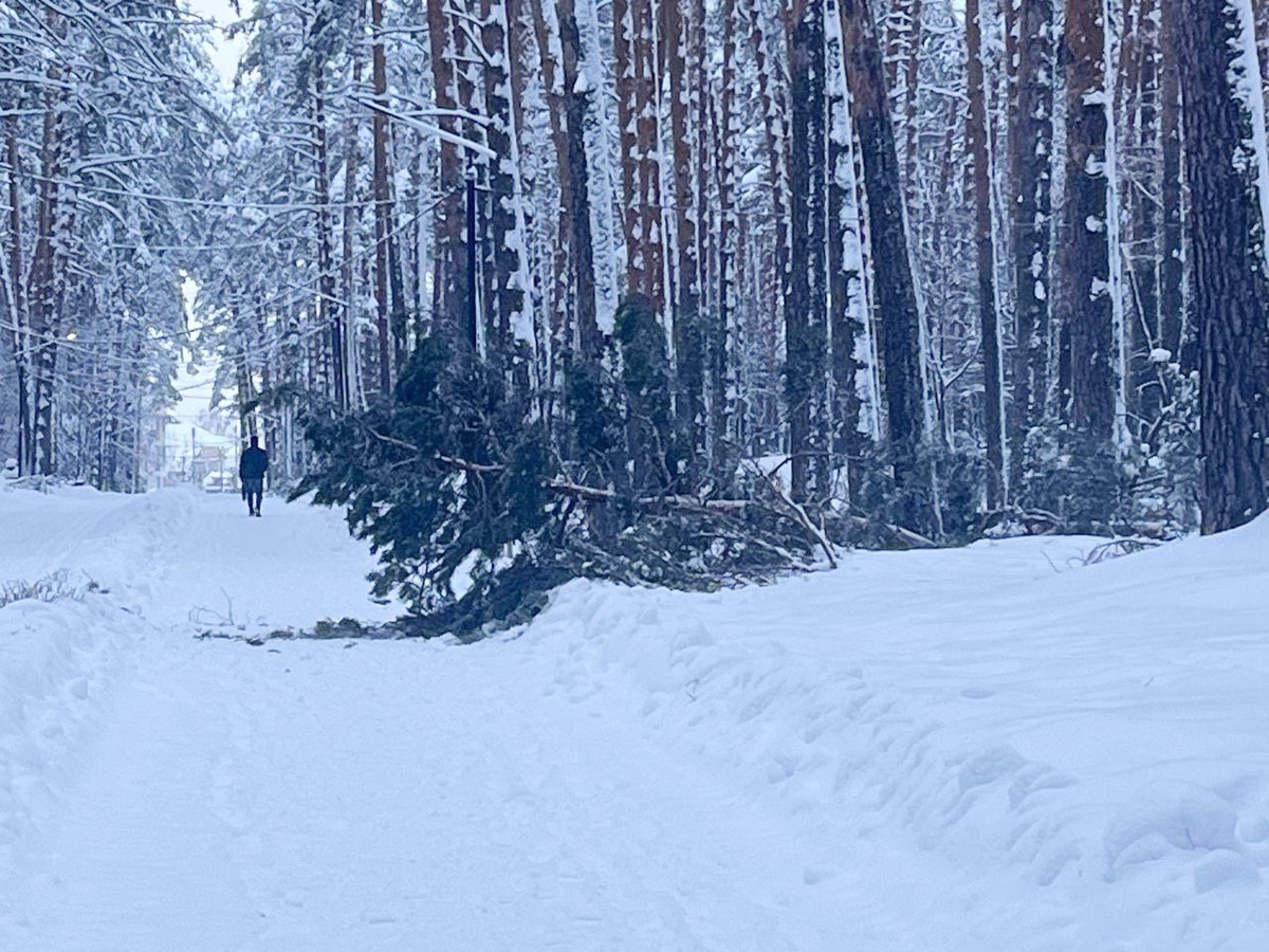 О нахождении в парке и лесопосадке