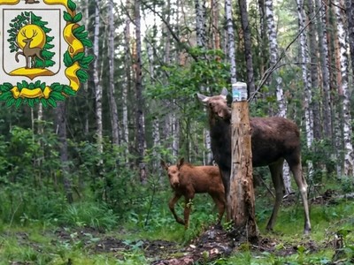 В лесах Выксы камера запечатлела семью лосей