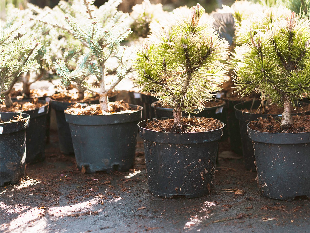 Что из себя представляет восстановление лесов в округе?