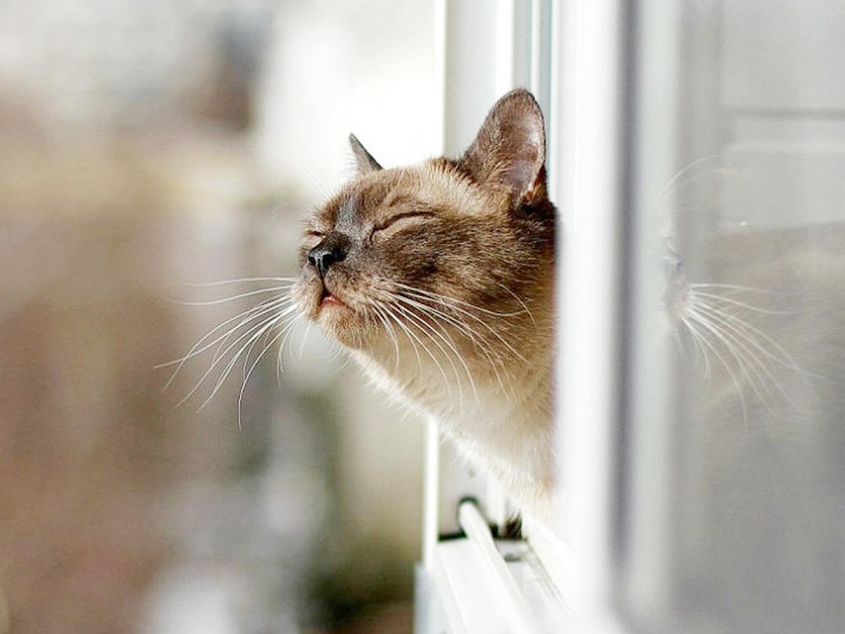 БФ «Вторая жизнь» продолжает реализацию проекта по льготной стерилизации кошек