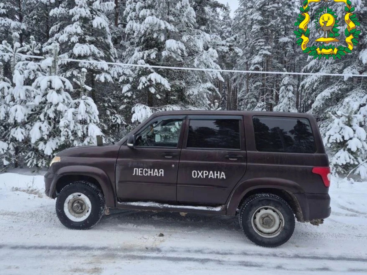 В округе задержали похитителя новогодней ёлки