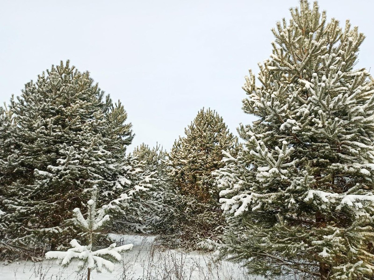 Выксунское лесничество вошло в ТОП-10 лесничеств области по заготовке новогодних ёлок