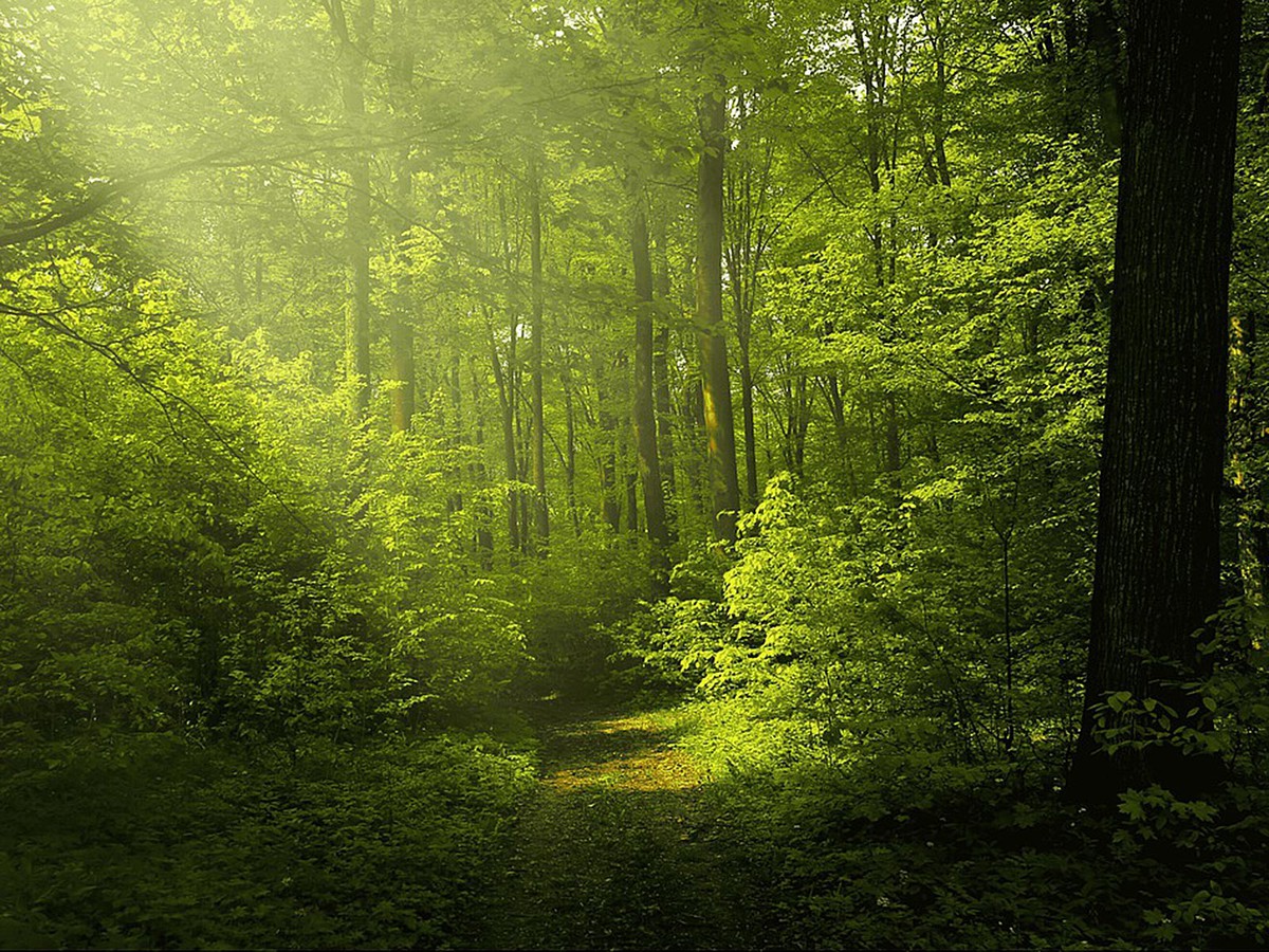 С вредителями леса будут бороться по-новому