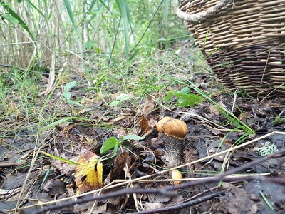 После аномально снежной зимы – рекордный урожай грибов