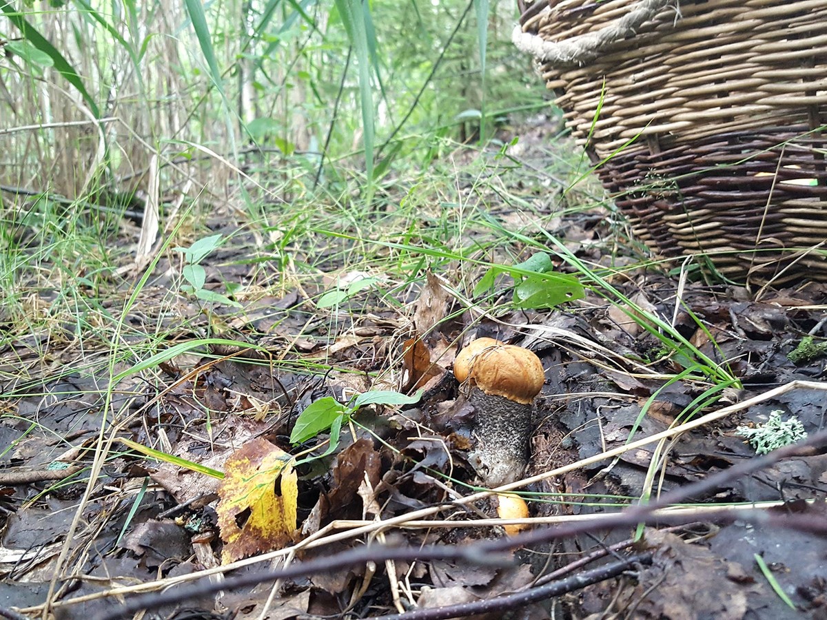 После аномально снежной зимы – рекордный урожай грибов