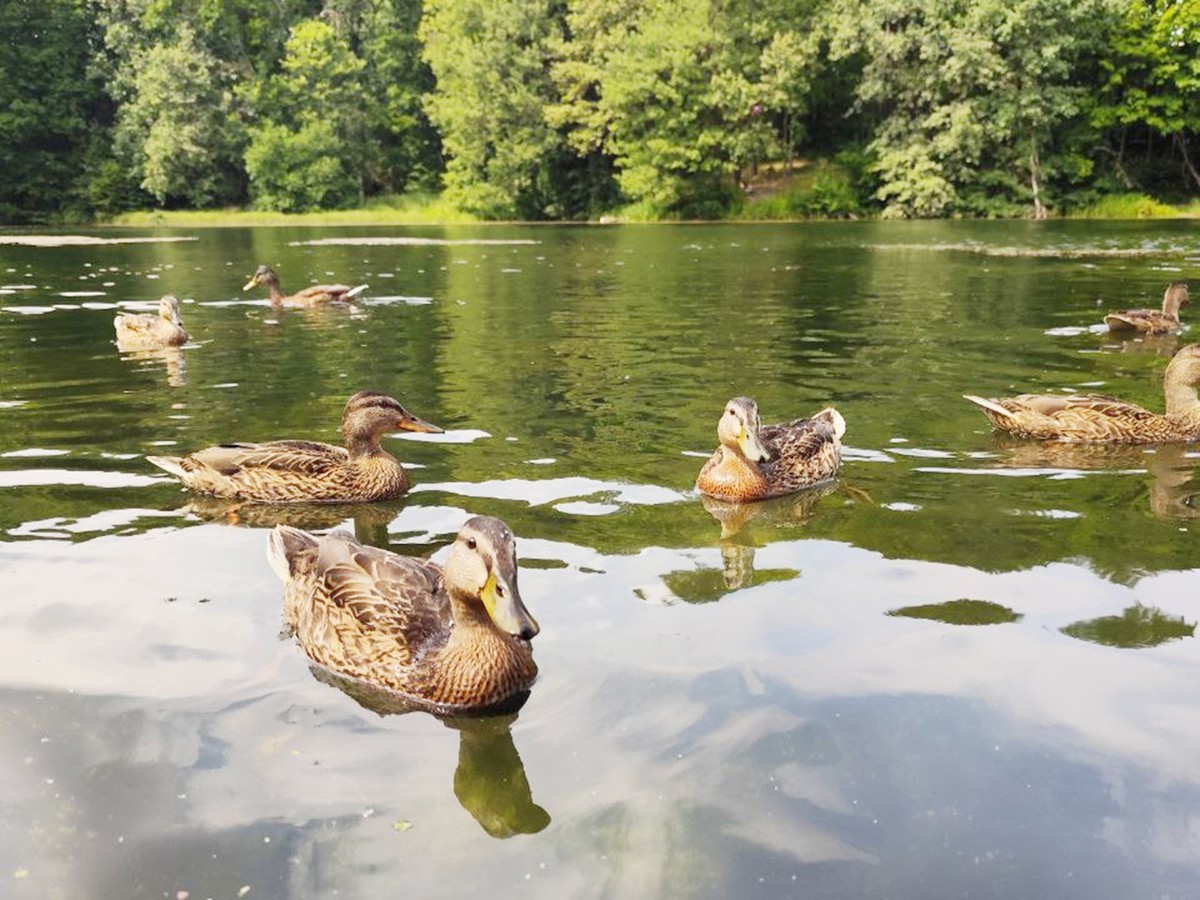 Минлесхоз начал выдавать разрешения на добычу пернатой дичи