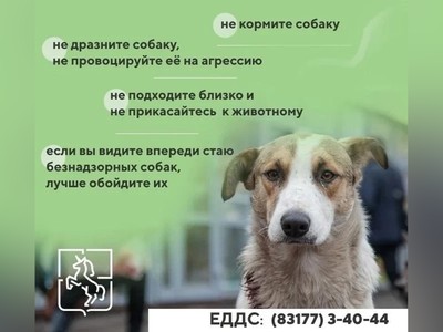 В июле специалисты отловили 16 бездомных собак