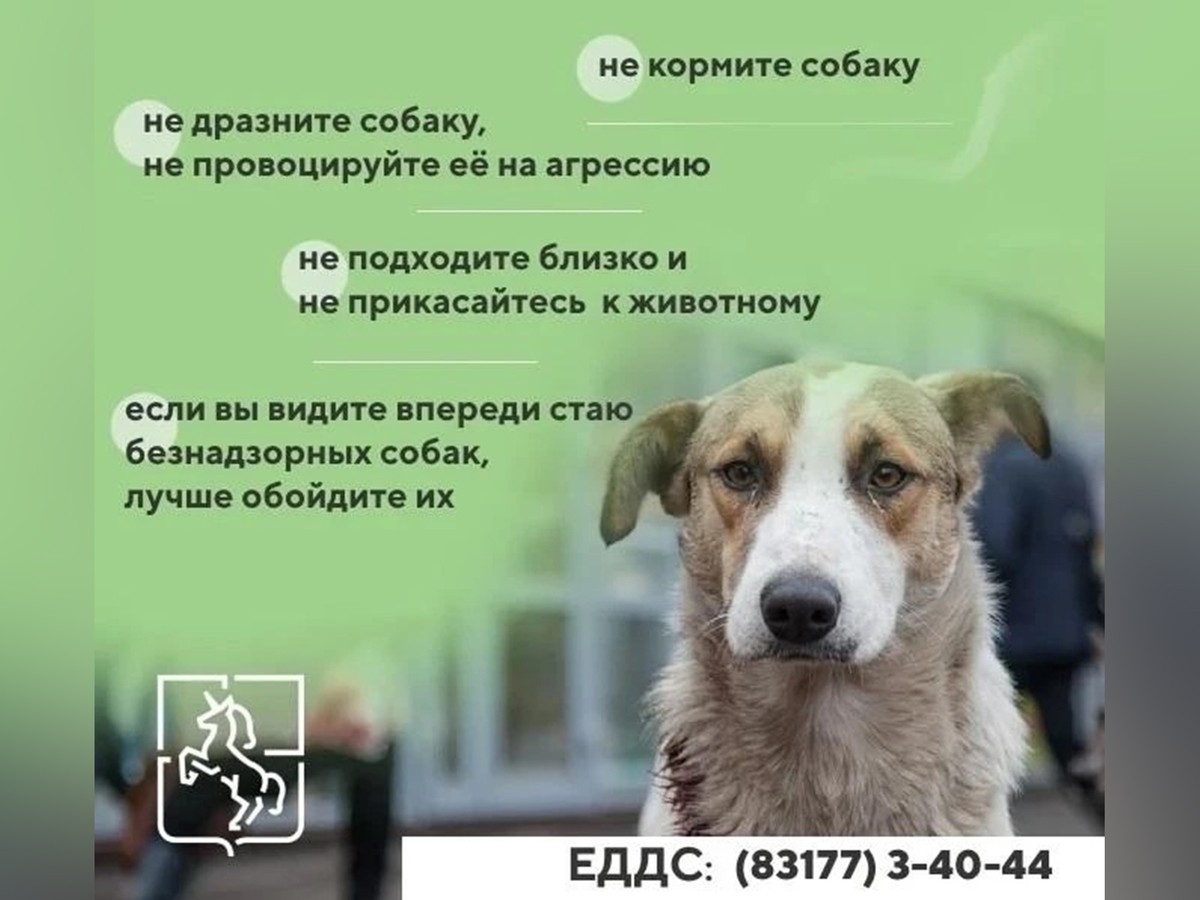 В июле специалисты отловили 16 бездомных собак