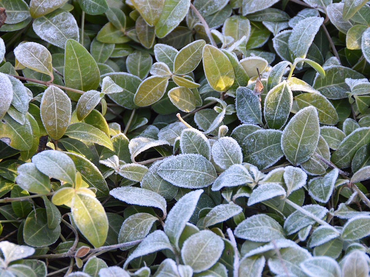 Жителей области предупреждают о заморозках