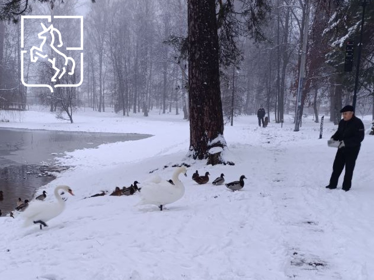 Лебеди отправились на зимовку