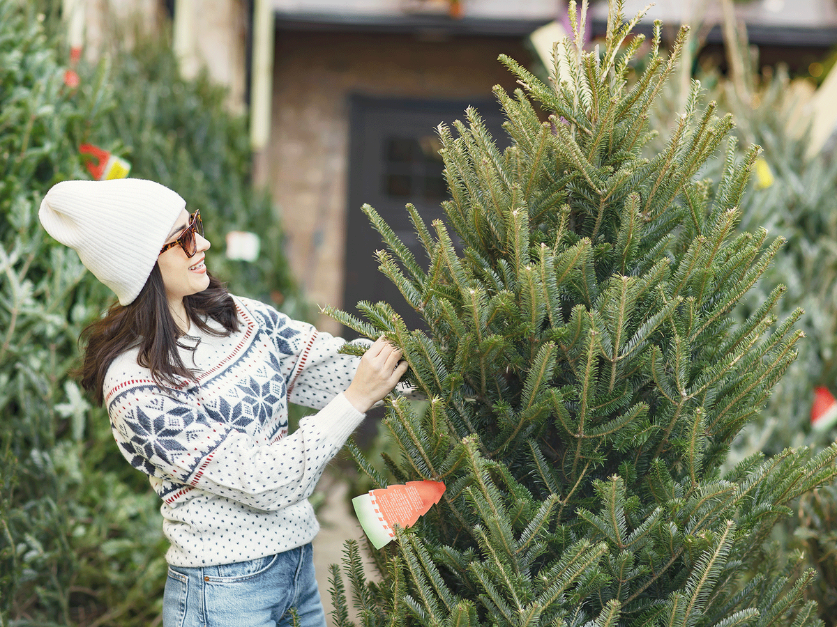 Где купить живую ёлку?