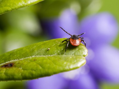 Клещи активизируются