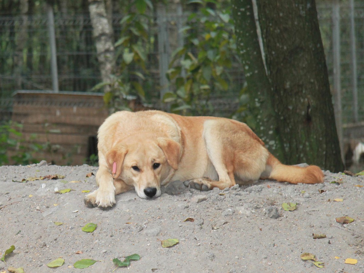 За шесть месяцев в Выксе отловили 66 безнадзорных собак