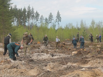 Более 400 тысяч молодых деревьев высадят в регионе в рамках «Сада Памяти»