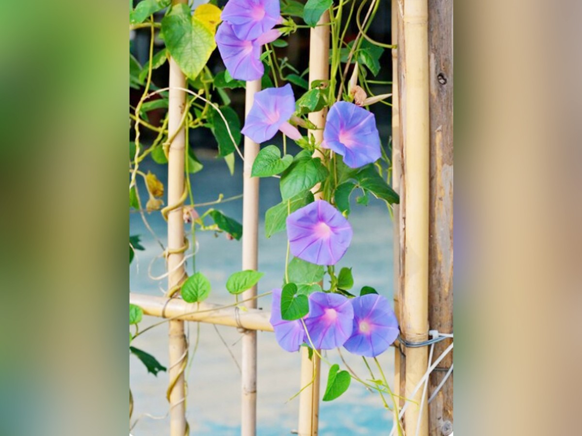 Какие цветы нельзя выращивать на участке