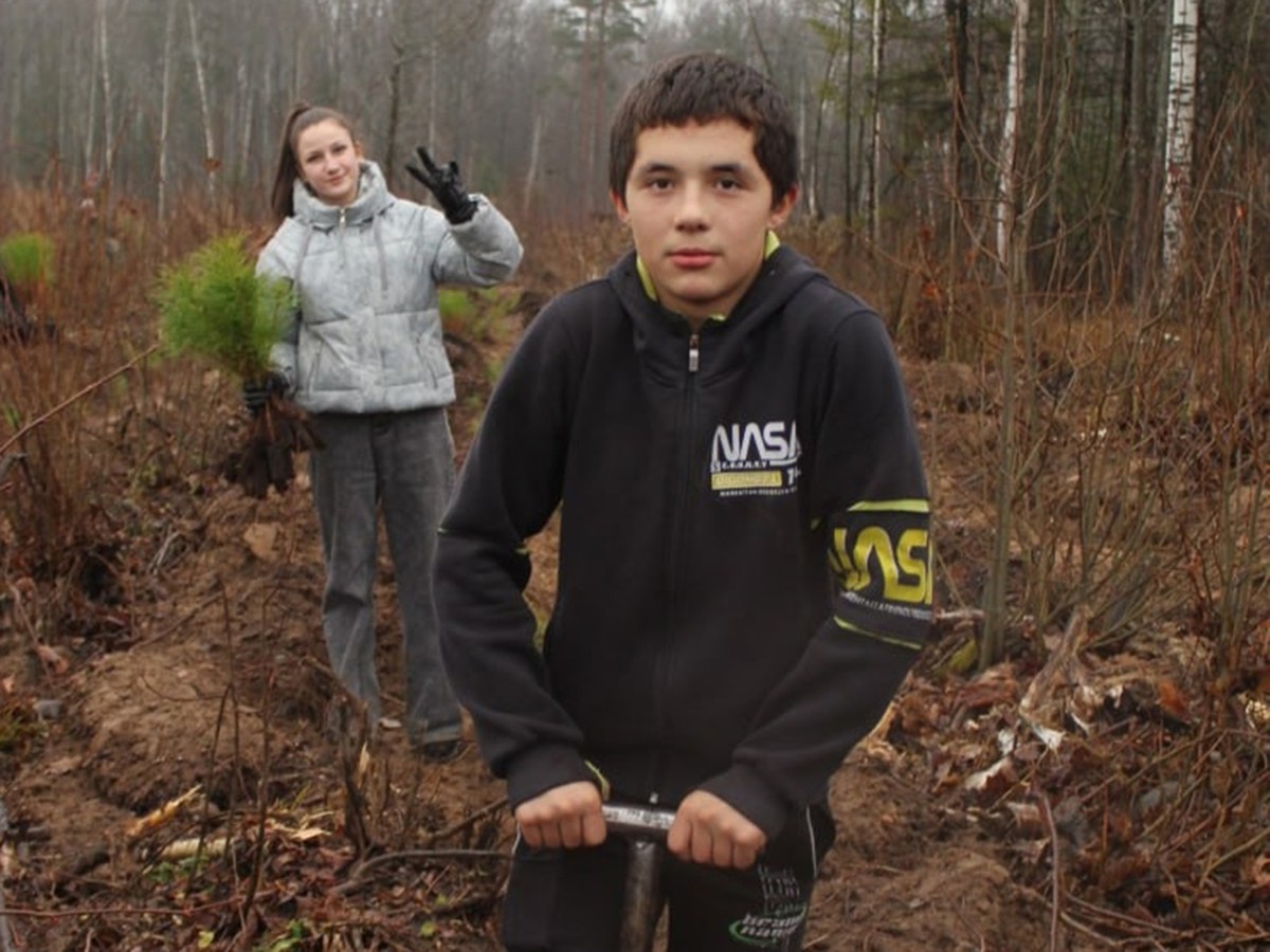 В лесу стало на 1 000 сосен больше