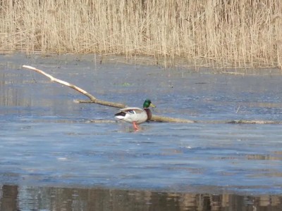Сезон охоты на пернатую дичь открыт