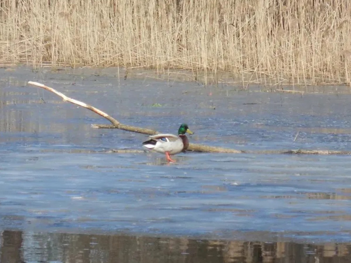 Сезон охоты на пернатую дичь открыт