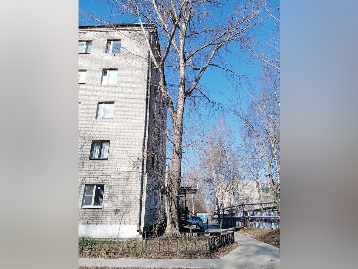 Большое дерево – большие проблемы