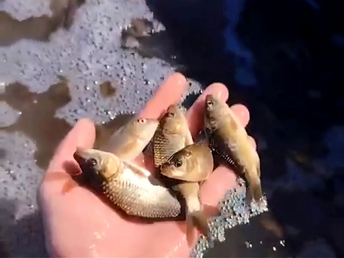 Более 50 тонн малька выпустили рыбоводные хозяйства области с начала сезона зарыбления