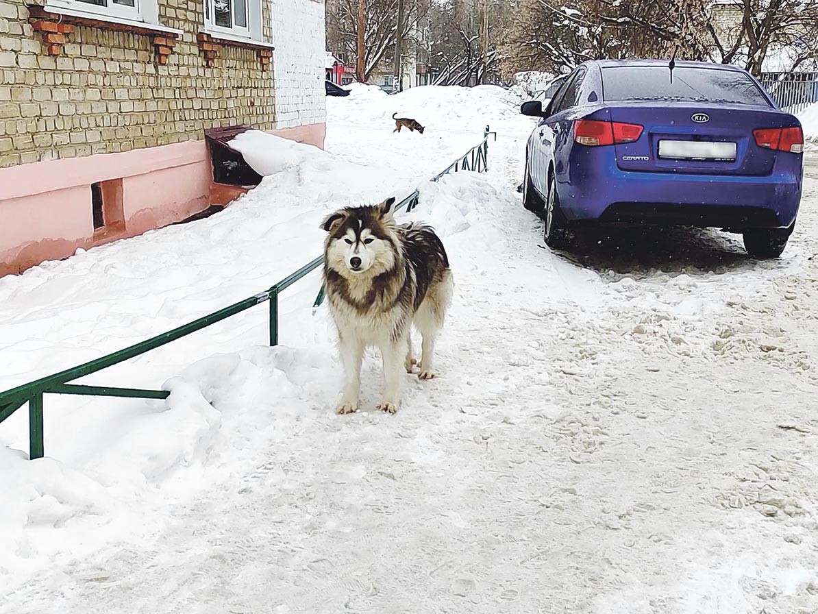 Нужно ли отстреливать бездомных собак