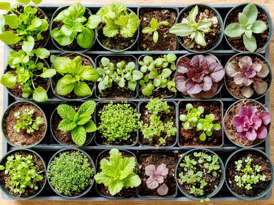 Какие семена выбирать для посева и какие условия им нужны