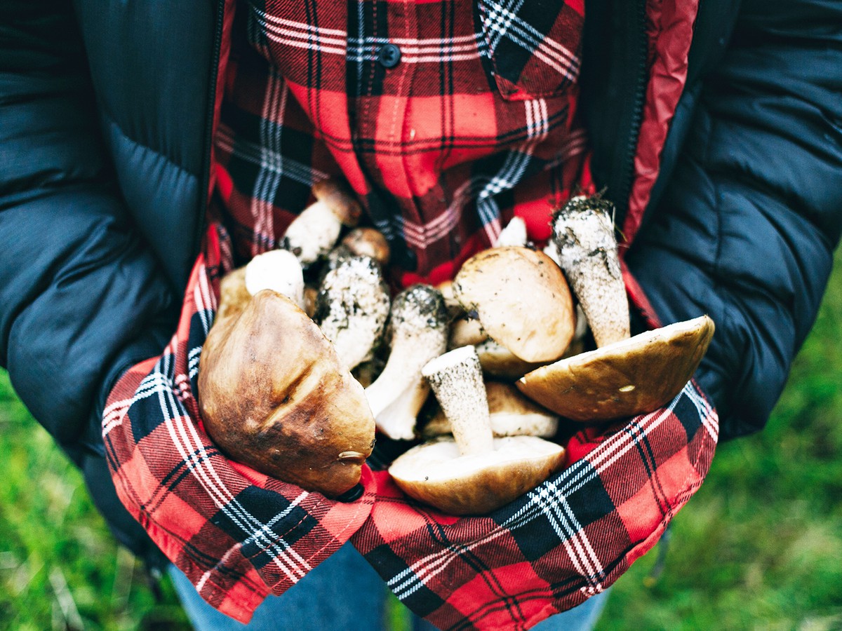 Какие грибы нельзя собирать?