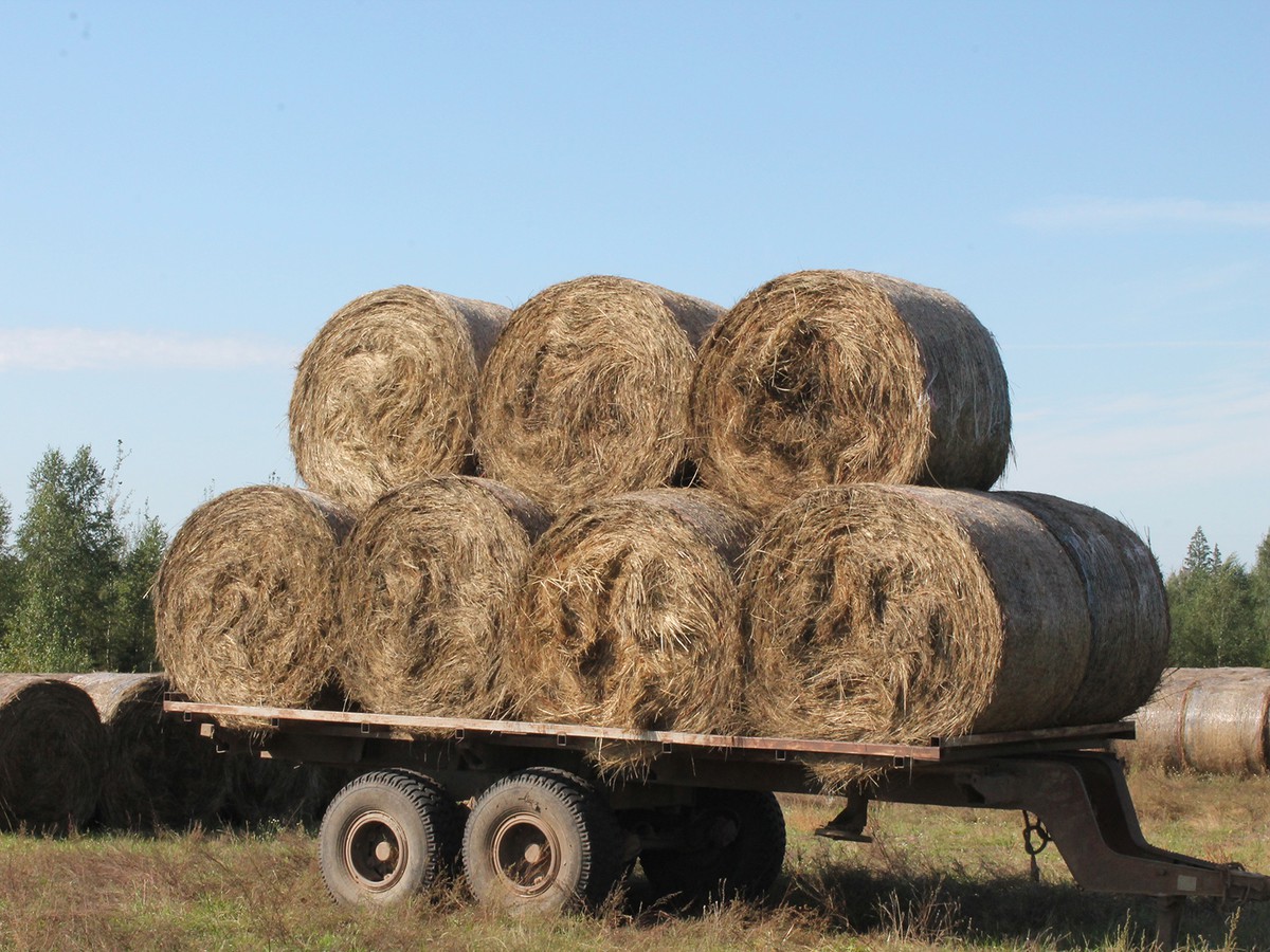 Корма запасти – успешно зиму провести