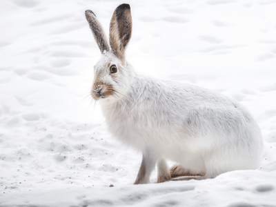 Зимний сезон охоты закрыт в области