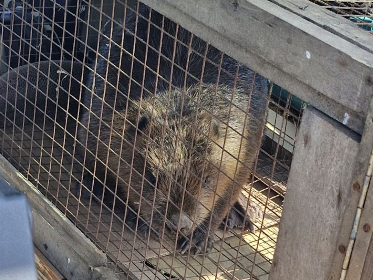 В выходные в гости к жителям села пришёл бобр