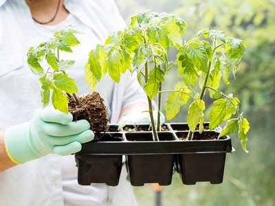 Пора сеять помидоры на рассаду