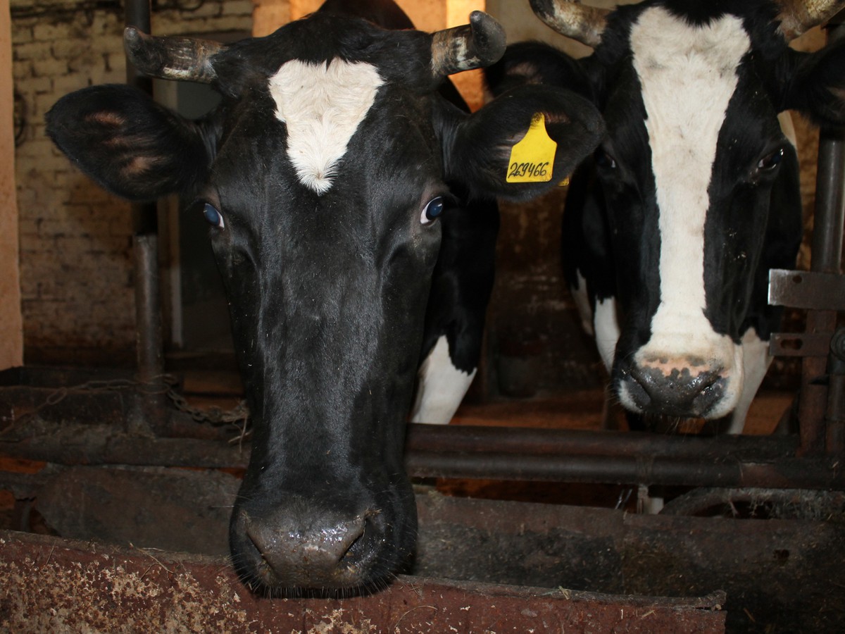 Чем лучше поголовье, тем больше молока