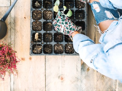 Какую тару можно использовать для рассады?