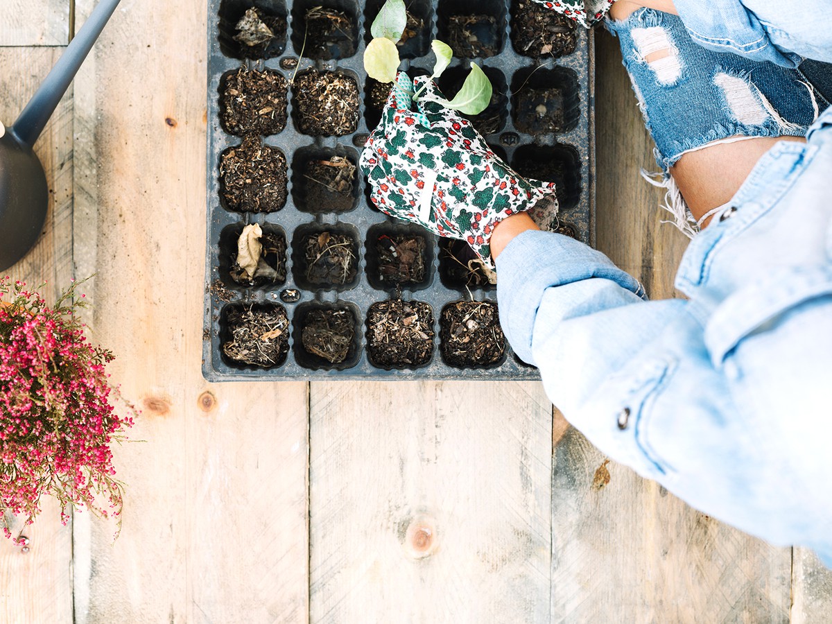 Какую тару можно использовать для рассады?