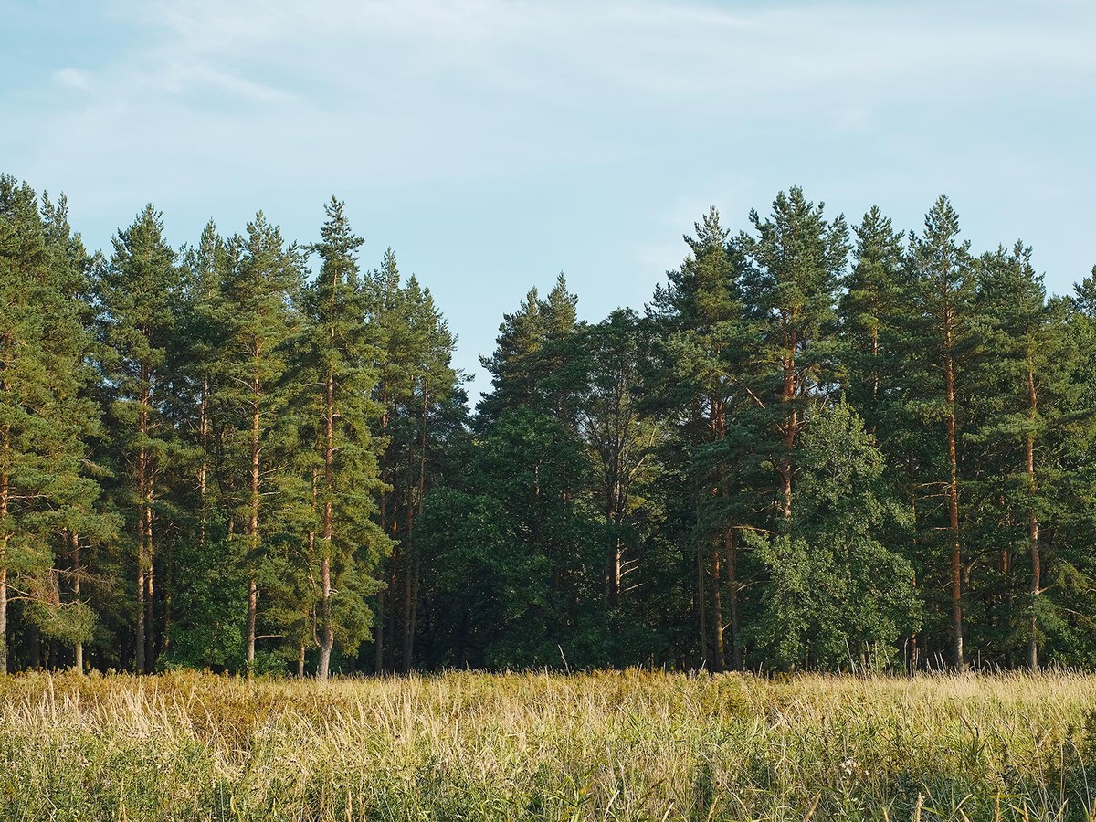 В лесах Выксы – 3-й класс пожароопасности