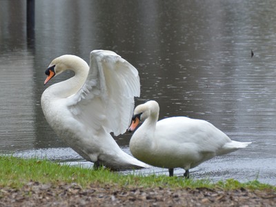 Руслан и Любава вернулись на Лебединку
