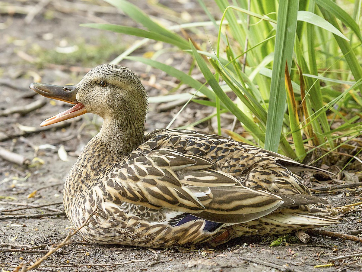 Как подать заявления на охоту