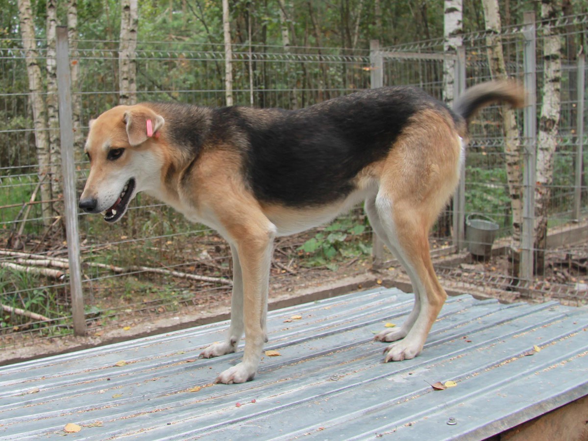 В Выксе с начала года чипировали 122 бездомные собаки