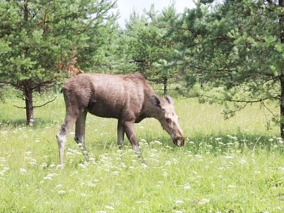 В области с 15 сентября открылся сезон охоты на лося