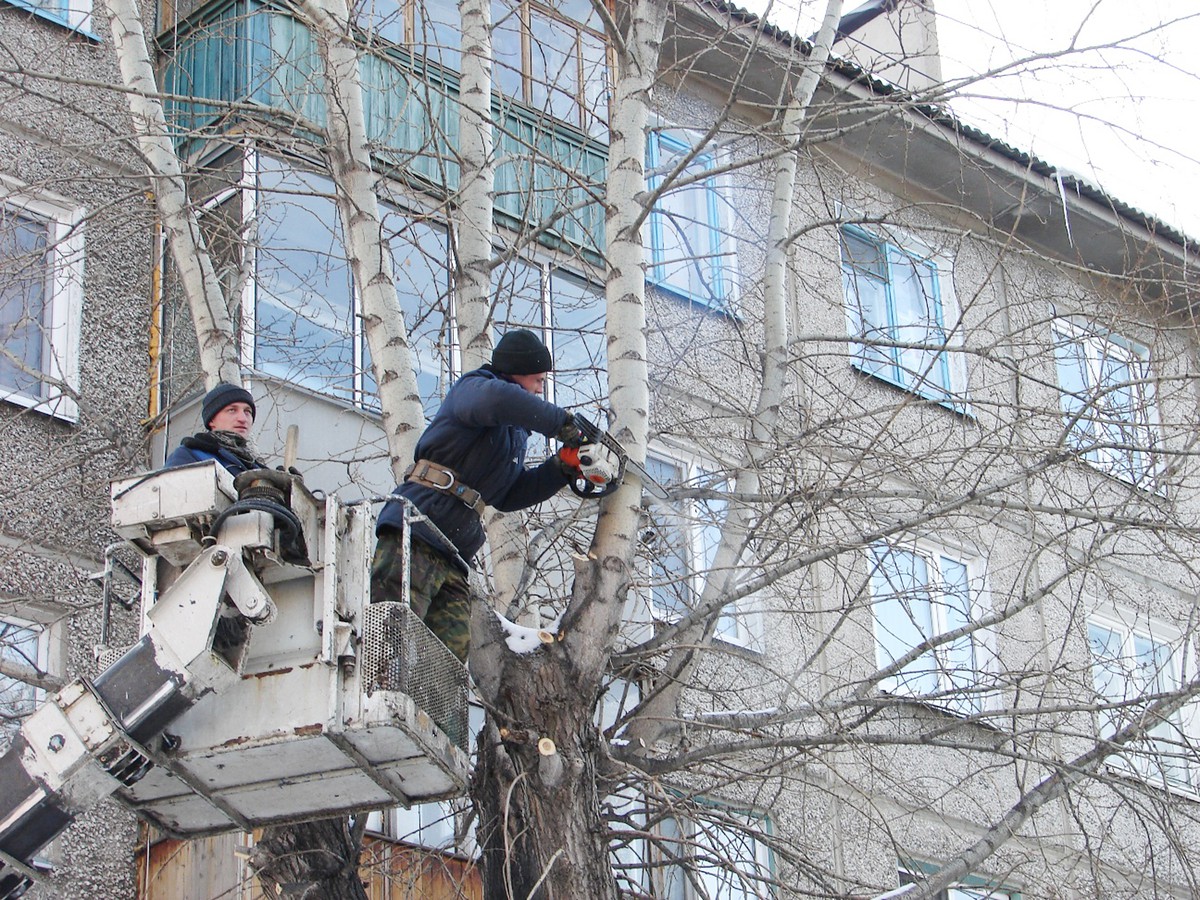 В округе спилят 120 кубометров аварийных деревьев
