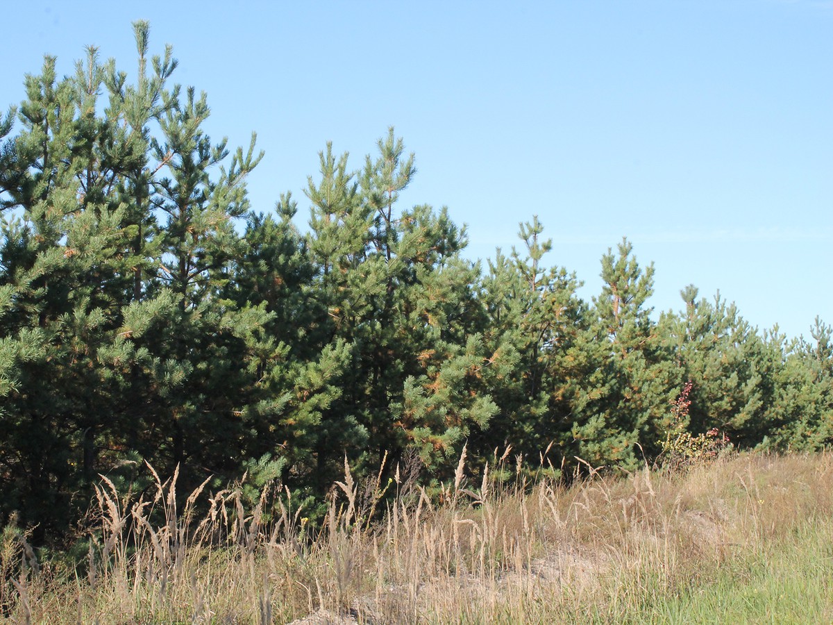 В нижегородских лесах введён усиленный контроль для защиты от незаконной вырубки елей