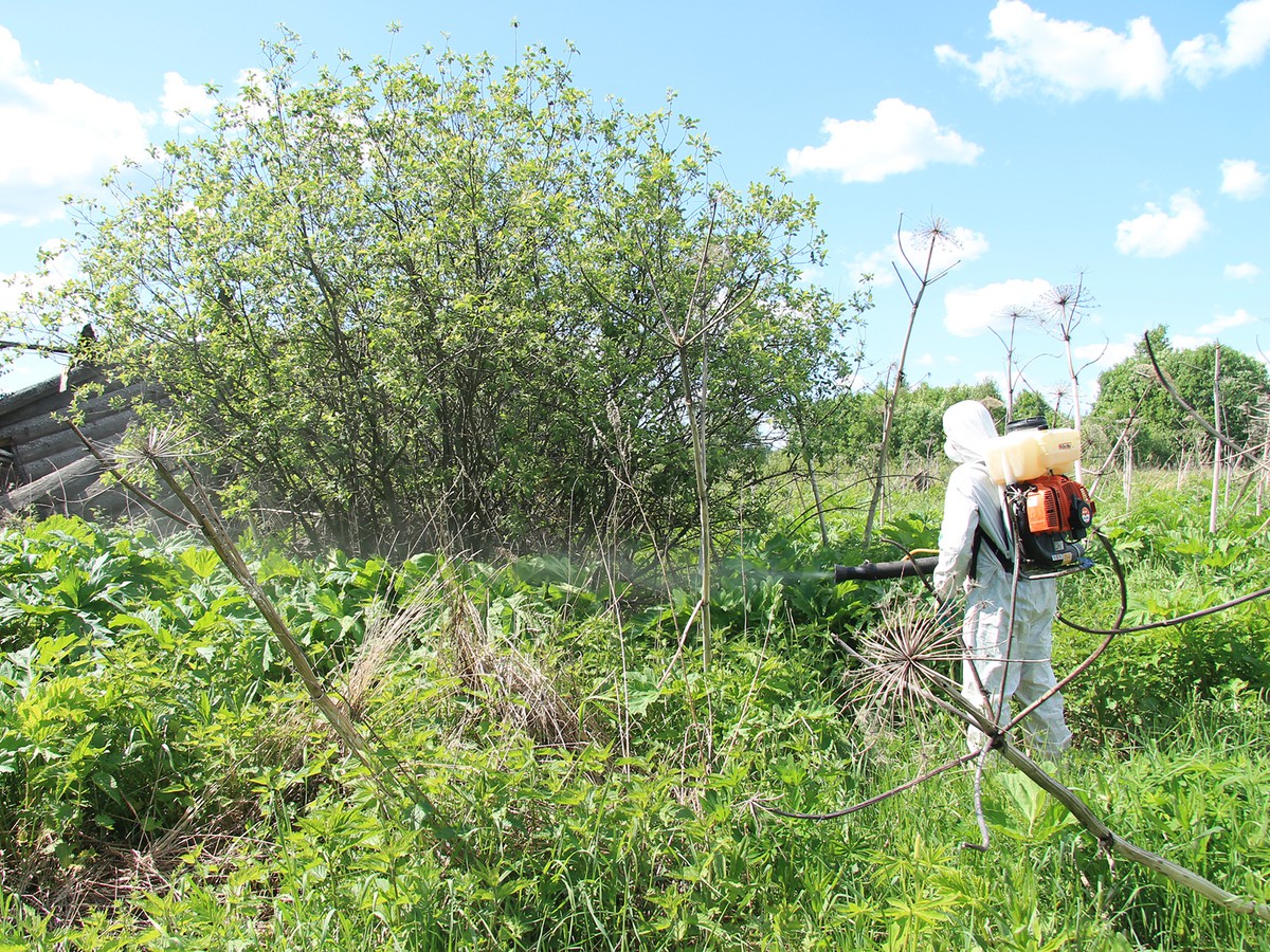 С борщевиком обязаны бороться сами владельцы участков