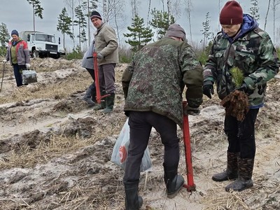 В округе стартовали лесовосстановительные работы
