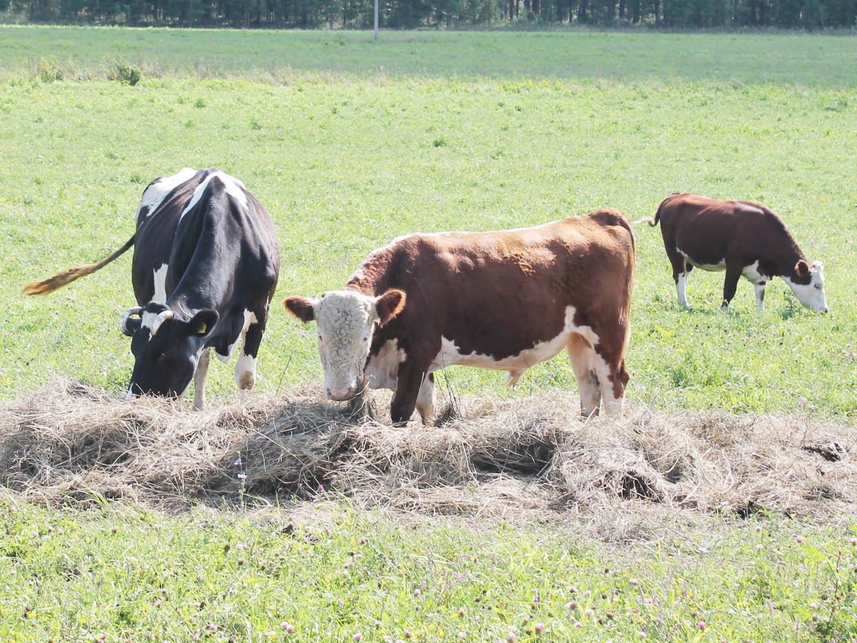 Будут корма, будет и мясо с молоком