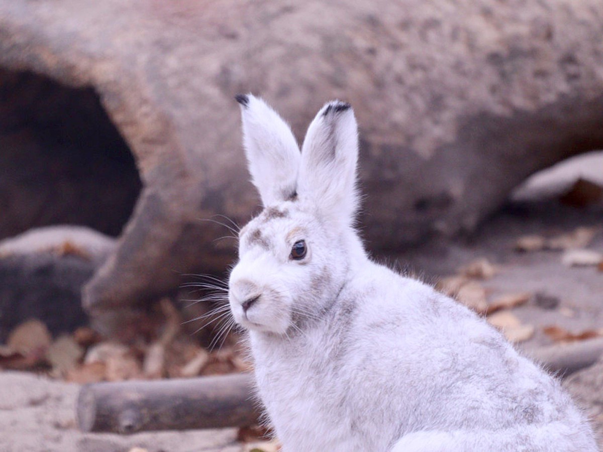Началась выдача разрешений на добычу пушных животных