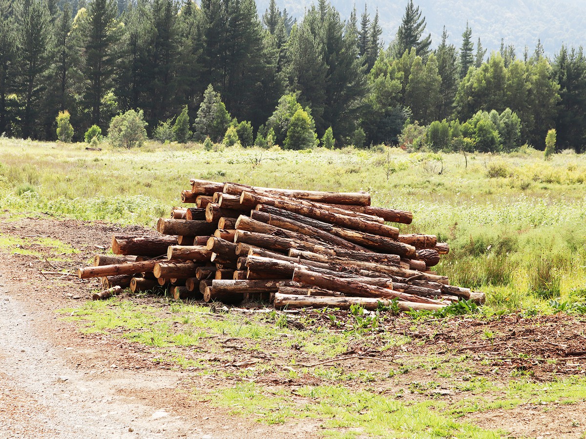 Как узнать, законно ли вырубают деревья во дворе многоэтажного дома?