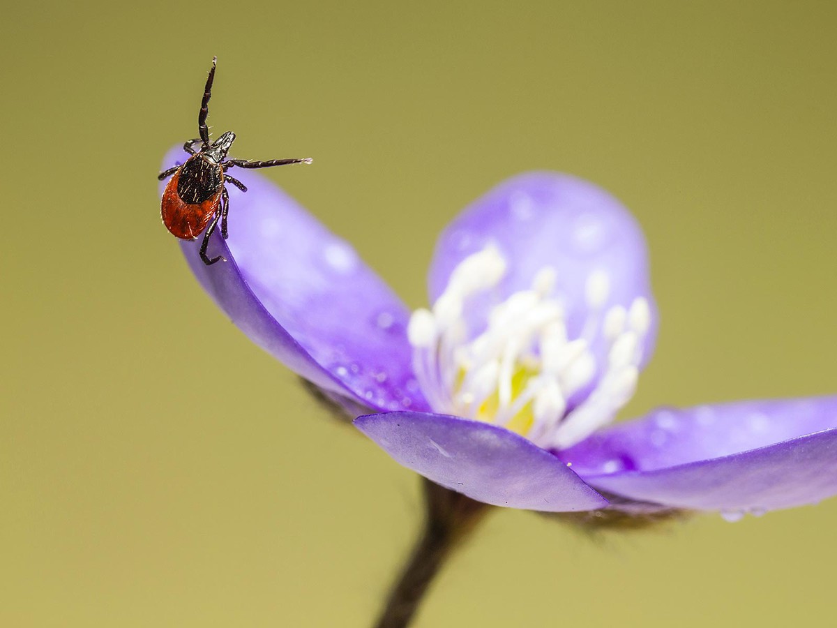 Завтра, 28 августа, территорию парка КиО обработают от клещей