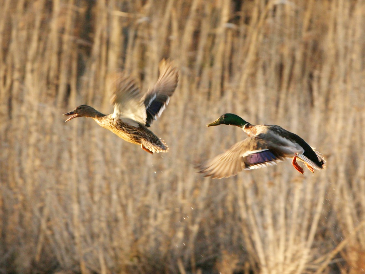 Началась выдача разрешений для охоты на пернатую дичь